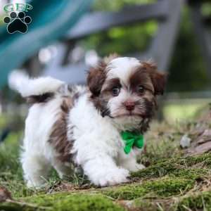 Alex, Havanese Puppy